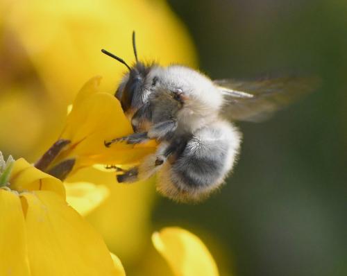 Anthophora sp.